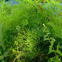 Water fern