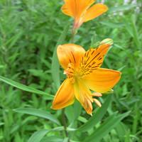 Alstroemeria