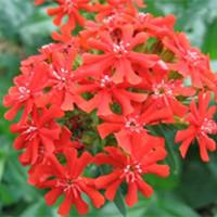 lychnis