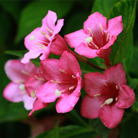 Weigela coraeensis