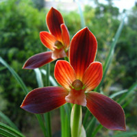 Watercress orchid