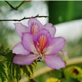 Bauhinia blakeana