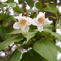 Catalpa bungei