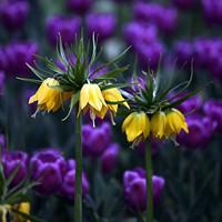 Fritillaria thunbergii