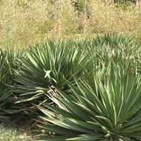 Yucca