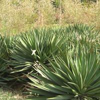 Yucca