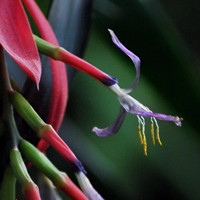 Billbergia nutans 