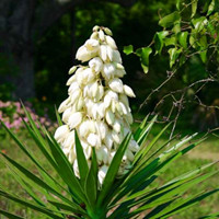 Yucca gloriosa