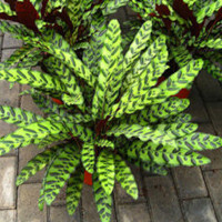 Calathea insignis 