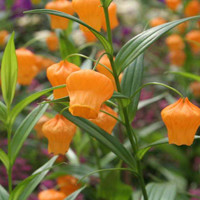 Sandersonia aurantiaca 