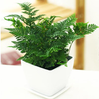 Wolf tail fern