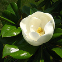 Magnolia grandiflora