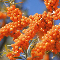 Hippophae rhamnoides