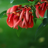 Coral Tree