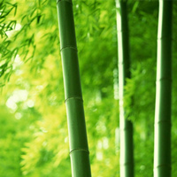 Bamboo