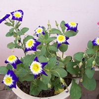 Convolvulus tricolor 