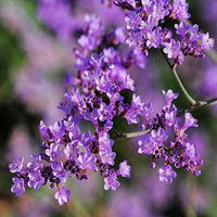 Limonium