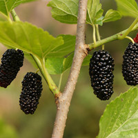 Mulberry