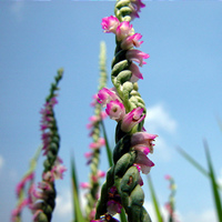 ladies tresses