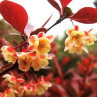 berberis thunbergii 