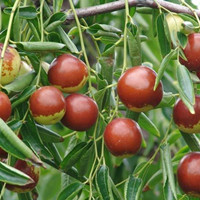 jujube tree