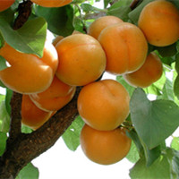 apricot tree