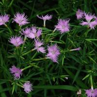 Dianthus Superbus