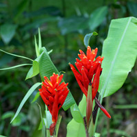 Safflower banana