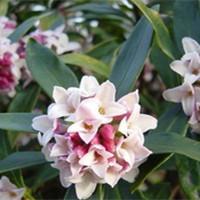 Daphne