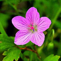 Geranium