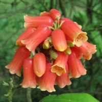 Rhododendron keysii 