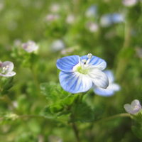 Arabia speedwell