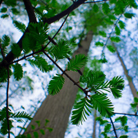 metasequoia