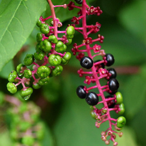 Phytolacca