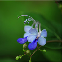 Blue butterfly