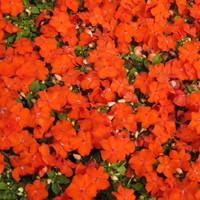 African Impatiens