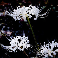 Crinum asiaticum 