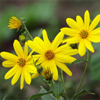 Jerusalem artichoke