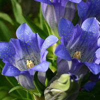 Gentiana