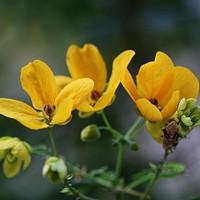 cassia surattensis 