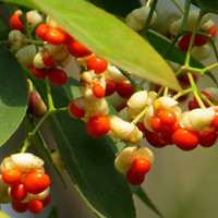 Euonymus