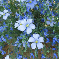 Blue flax