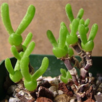 Dicrocaulon ramulosum 