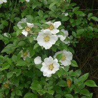 Cherokee rose