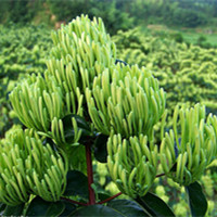 Honeysuckle