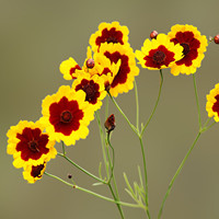 Snake Chrysanthemum