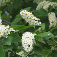 bird cherry