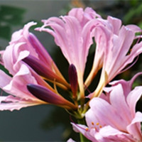 Lycoris squamigera