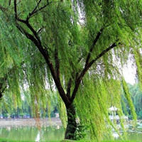 Weeping willow