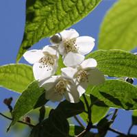 Mountain plum blossom